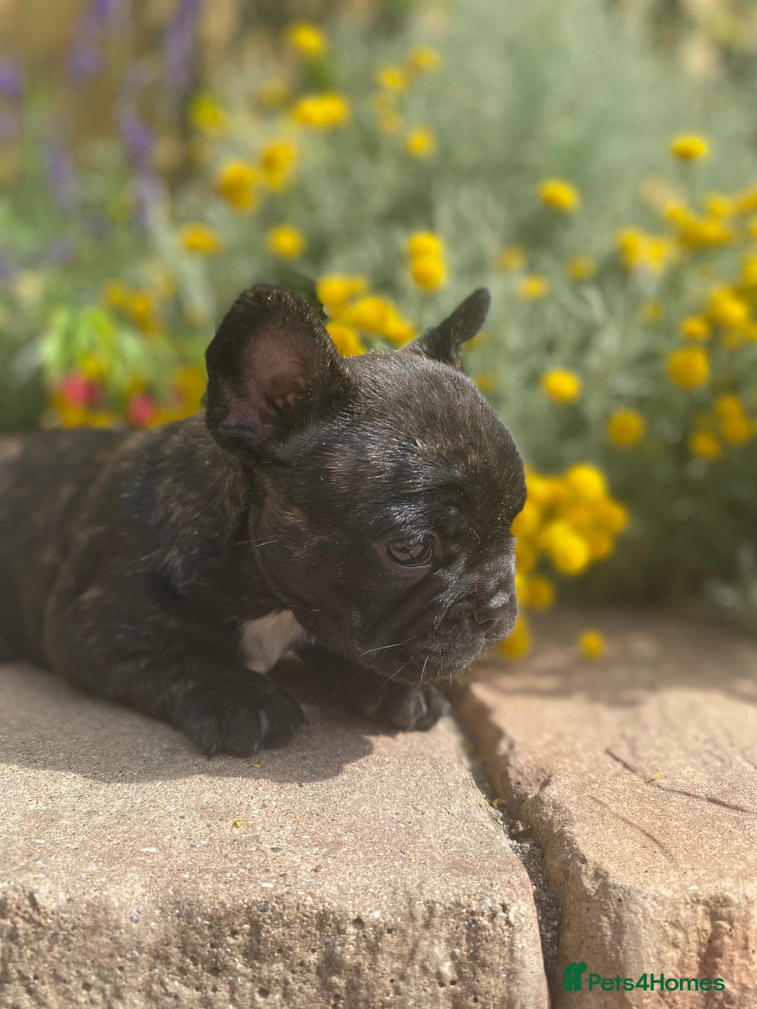 French Bulldog dogs for sale: 15th Gen French Bulldogs (KC reg / breed colours) in Nottingham - Image 13