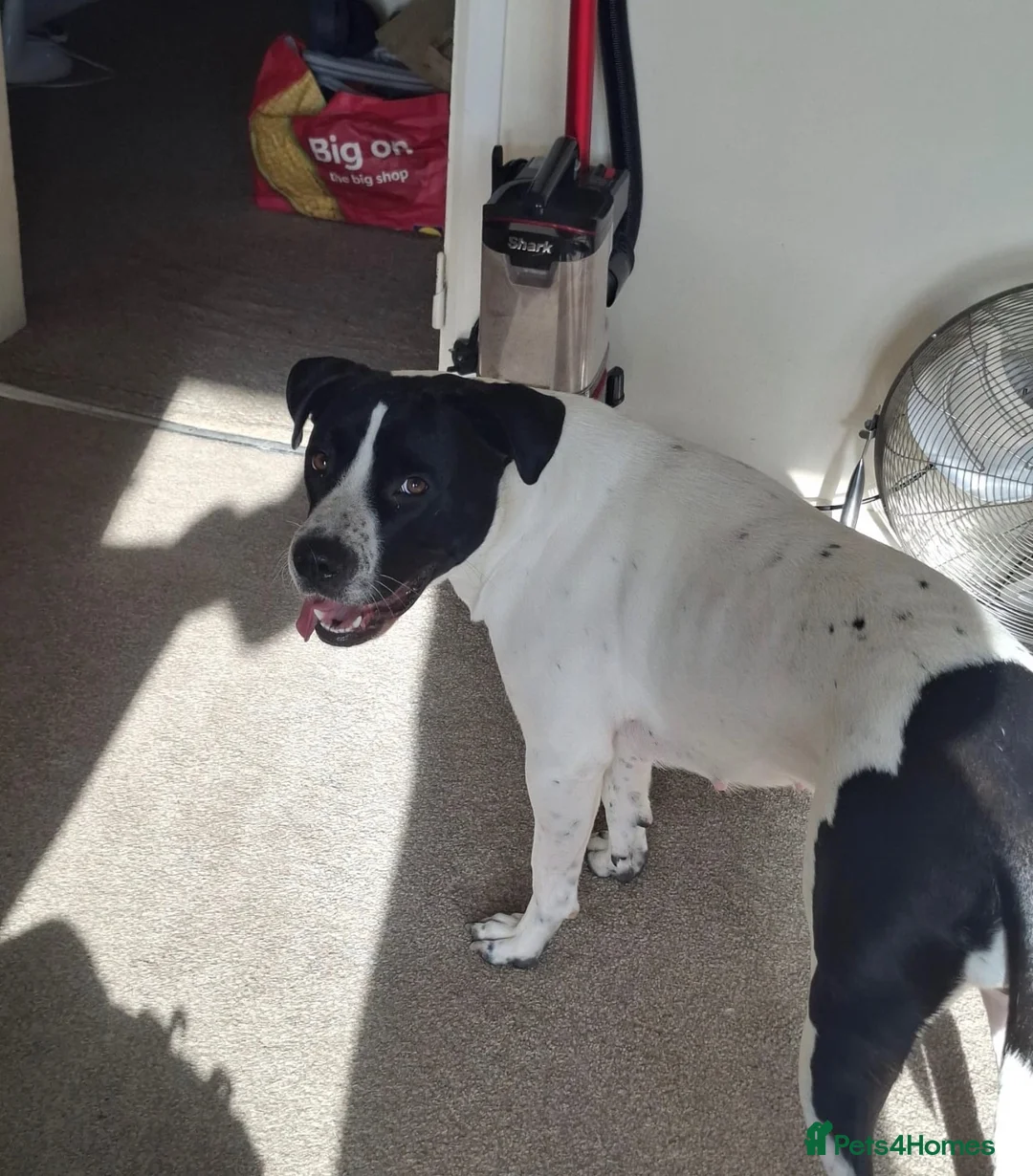 Mixed Breed dogs for sale: 20 month old Mavis … please read  - Advert 2
