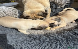 Pug dogs for sale: pug puppies ready 4 in Redcar - Image 12