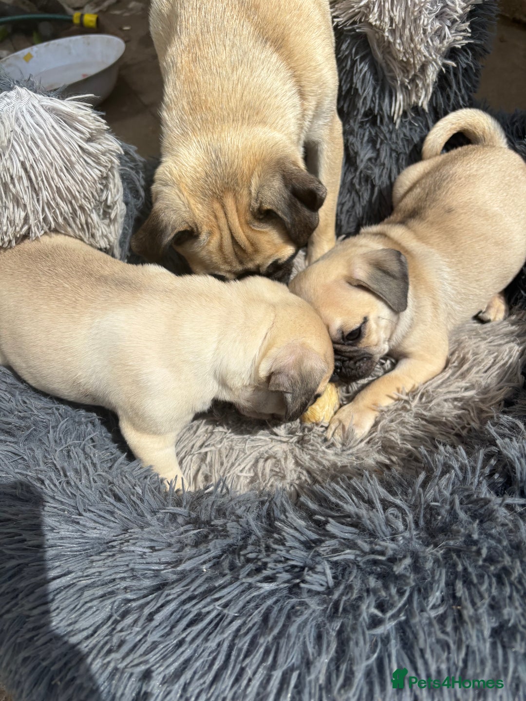 Pug dogs for sale: pug puppies ready 4 in Redcar - Image 12