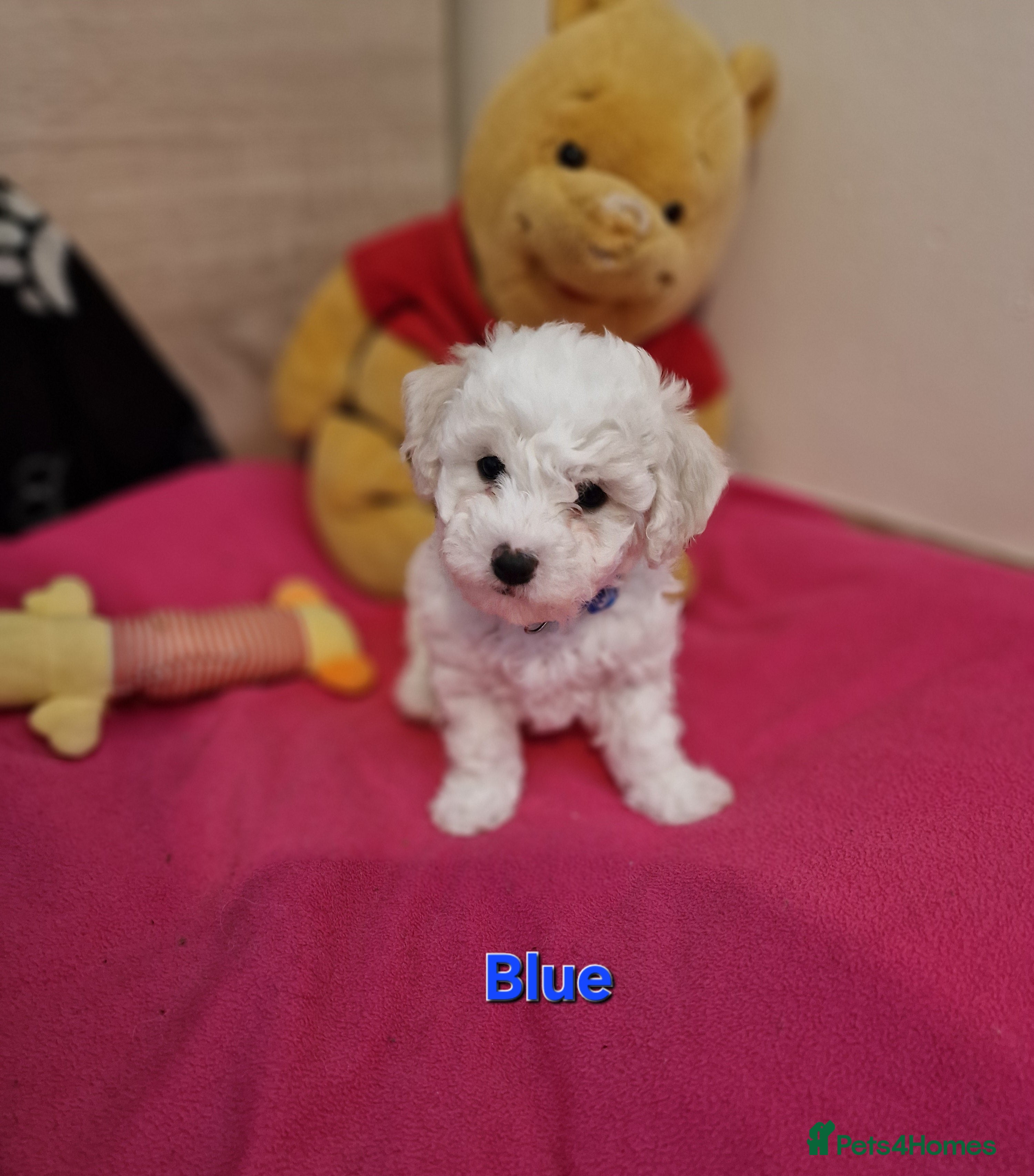 Bichon Frise dogs Bichon Frise Only One Left Champion Bloodline - Advert 2