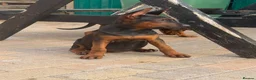 Chinese Red Dog dogs for sale: Chinese red dog puppies  - Advert 14