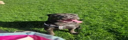 Cane Corso dogs for sale: Beautiful gentle female cane corso in Gloucester - Advert 5