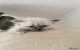 Ragdoll cats for sale: Stunning Pure Ragdoll Kittens - Vax and chipped  - Image 6