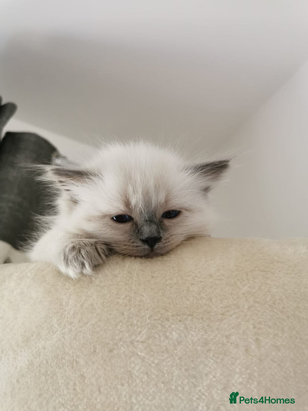 Ragdoll cats for sale: Stunning Pure Ragdoll Kittens - Vax and chipped  - Image 6