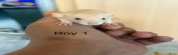Rat rodents for sale: Mixed sex dwarf Dumbo Rats - Advert 2