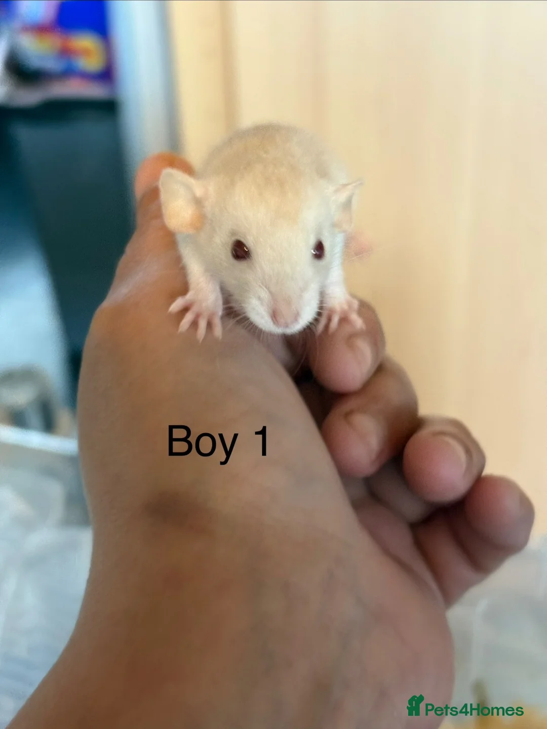 Rat rodents for sale: Mixed sex dwarf Dumbo Rats - Advert 2