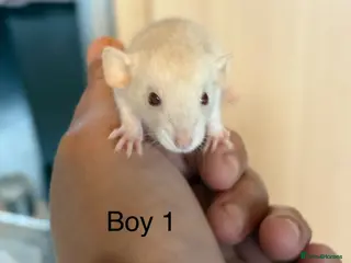 Rat rodents Mixed sex dwarf Dumbo Rats - Advert 2