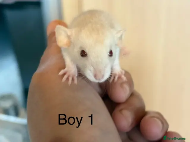 Rat rodents Mixed sex dwarf Dumbo Rats - Advert 2