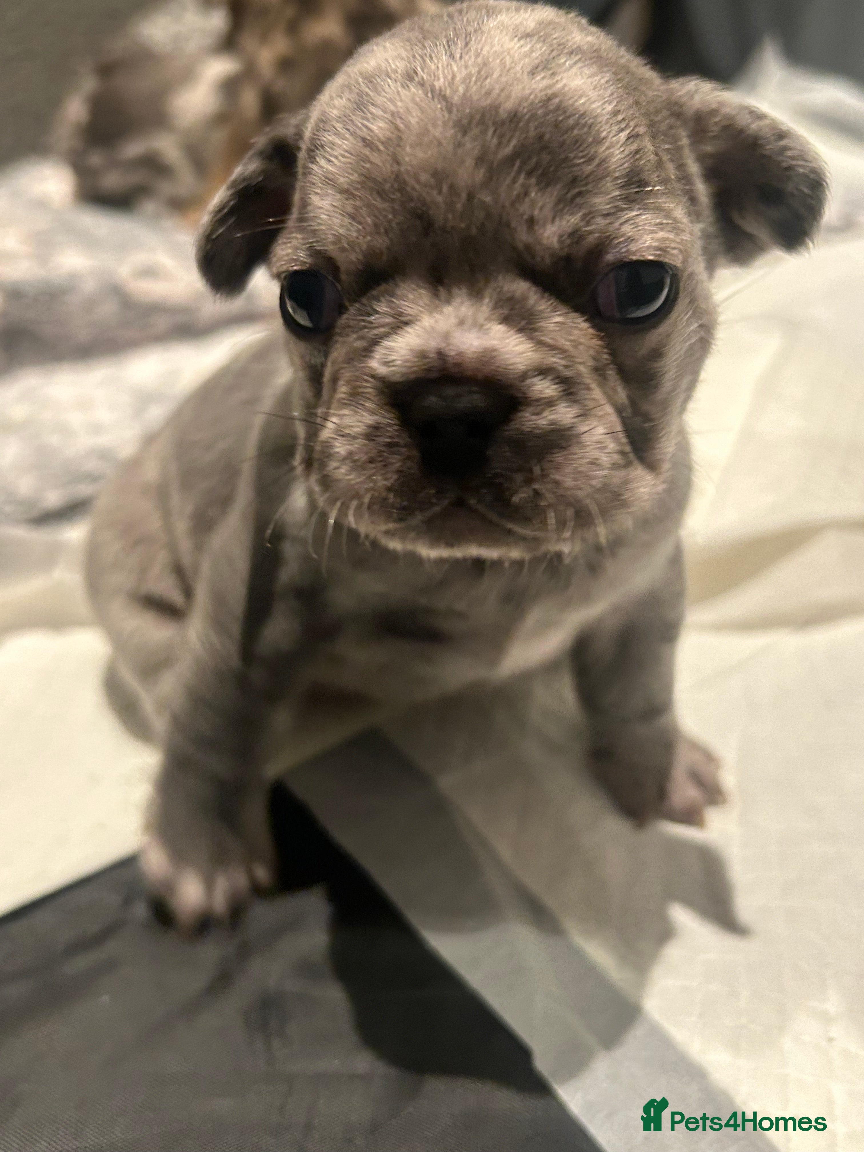 French Bulldog dogs 1 PUP LEFT READY 22ND DEC!! - Advert 11