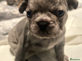 French Bulldog dogs 1 PUP LEFT READY 22ND DEC!! - Advert 16