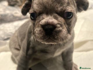 French Bulldog dogs 1 PUP LEFT READY 22ND DEC!! - Advert 13