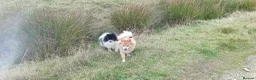 Pomeranian dogs for sale: pomeranian puppies  forsale - Advert 2