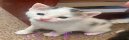 Mixed Breed cats for sale: Beautiful family friendly kittens - Advert 5