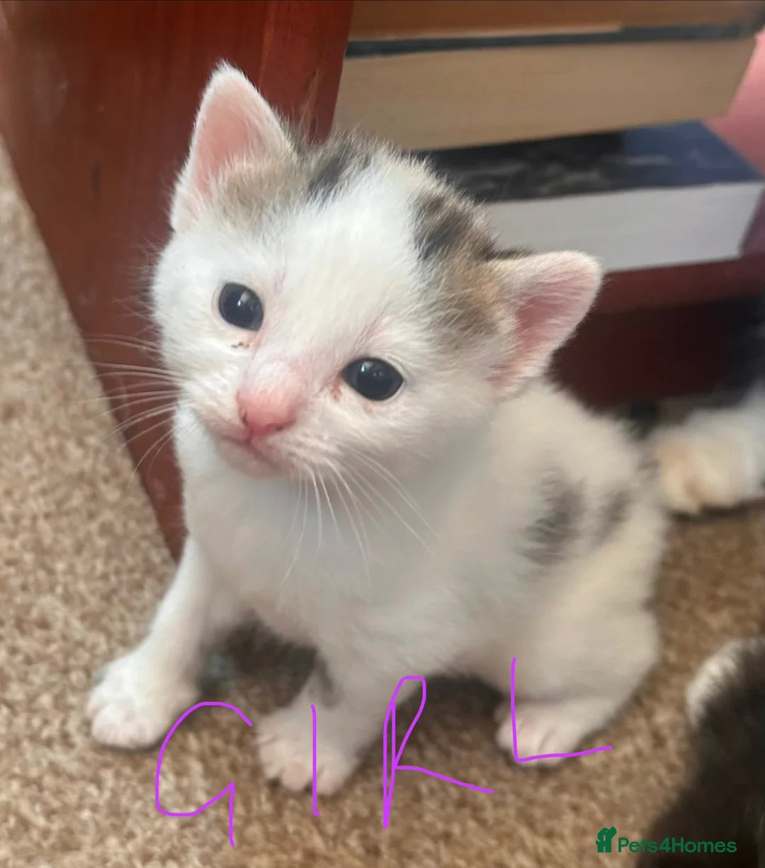 Mixed Breed cats for sale: Beautiful family friendly kittens - Advert 5