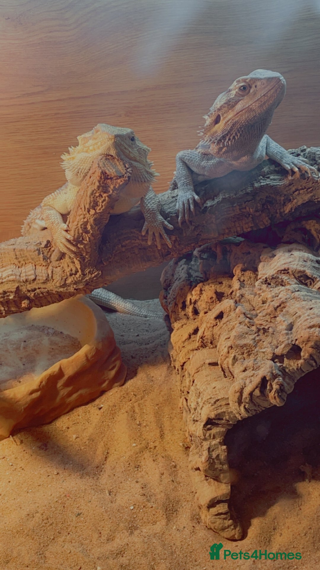 Bearded Dragon reptiles for sale: Bearded dragons for sale  - Advert 2