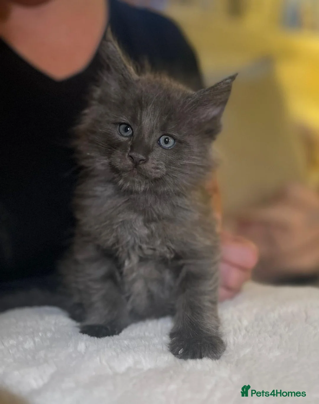 Maine Coon cats for sale: Rare stunning tri blue torti main coon kittens - Advert 8