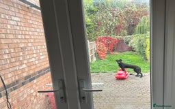Mixed Breed dogs for sale: Urgent Labrador mix (female)  - Image 3