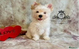 Yorkshire Terrier dogs for sale: ❤️Golddust Yorkies🥇☕️Champion heritage pups! 🐶❤️ - Image 4