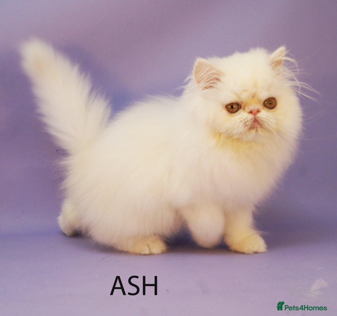 Persian cats for sale: Beautiful Persian Kittens Ready for Forever Homes - Image 5