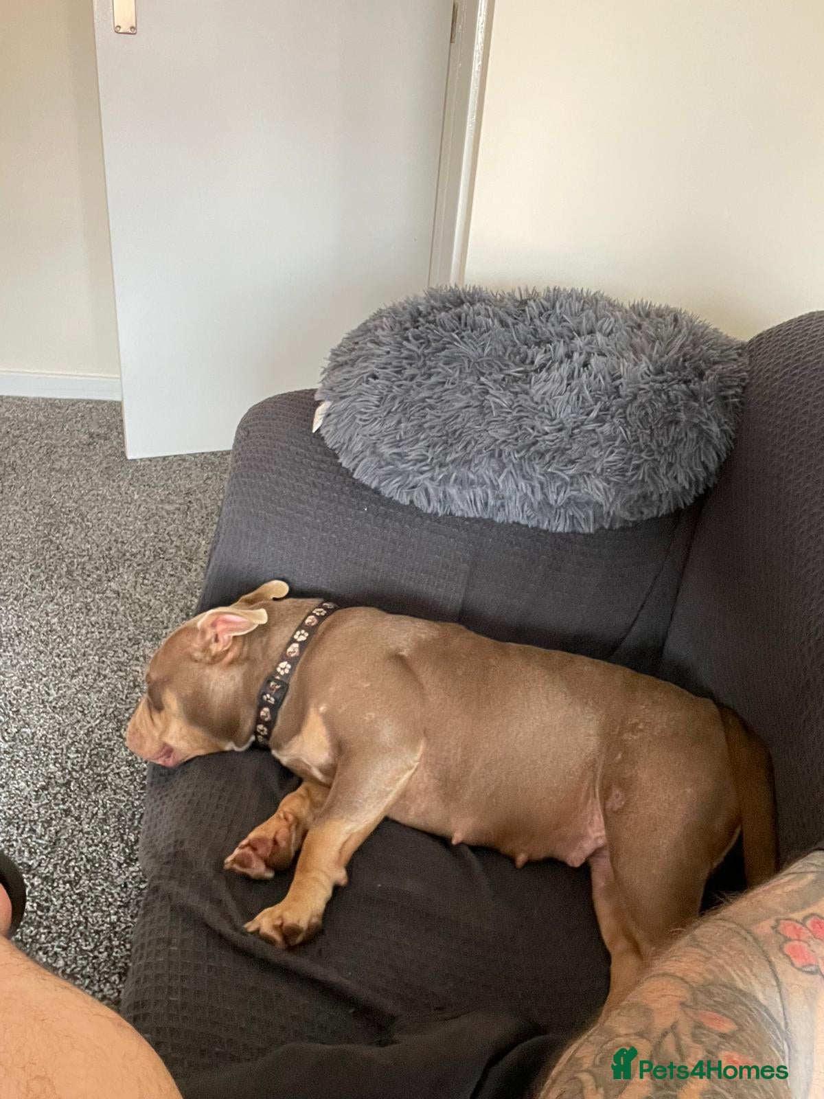 Mixed Breed dogs Pocket bully - Advert 7