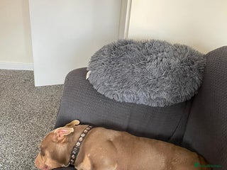 Mixed Breed dogs - Advert 1