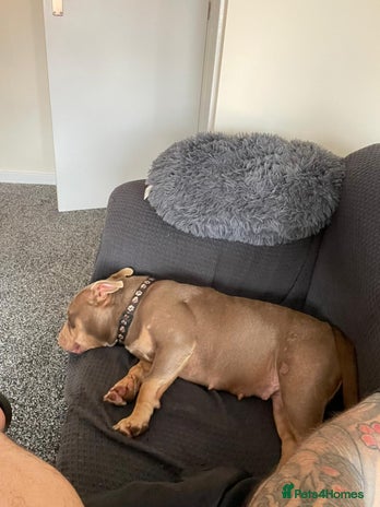 Mixed Breed dogs - Advert 4