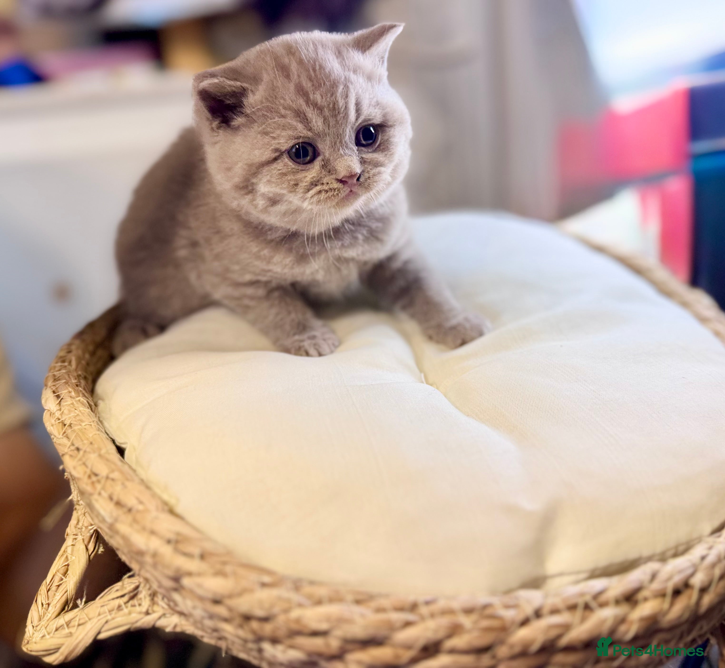 British Shorthair cats 2 Gorgeous kittens left. GCCF registered BSH  - Advert 13