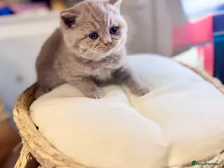 British Shorthair cats 2 Gorgeous kittens left. GCCF registered BSH - Advert 13