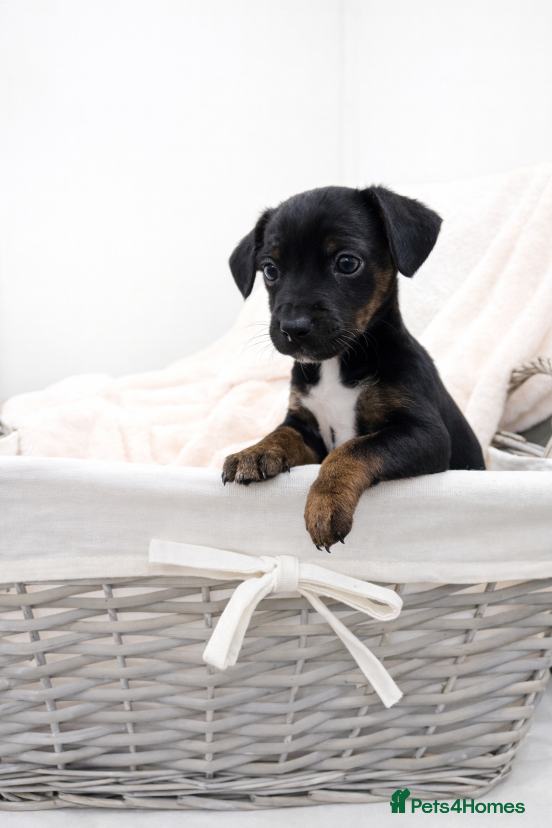 Jackapoo dogs for sale: Beautiful Jackapoo Puppies 🐾 - Advert 6