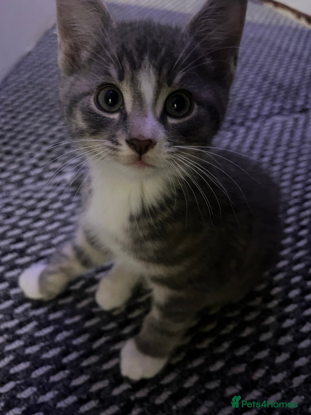 Mixed Breed cats for sale: Kittens - Advert 2