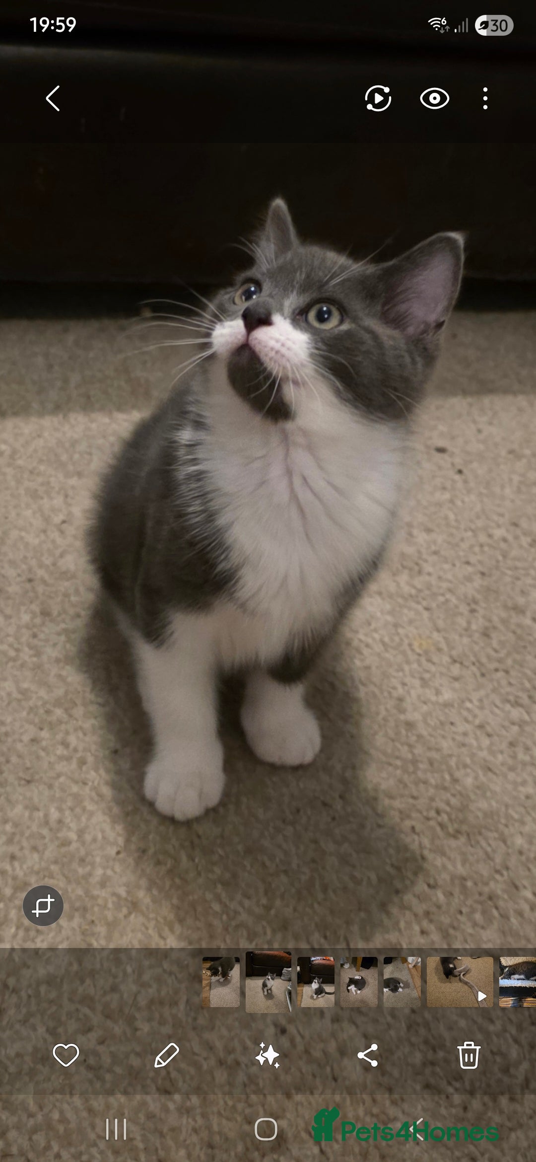 Russian Blue cats Mixed Russian blue kittens - Advert 1