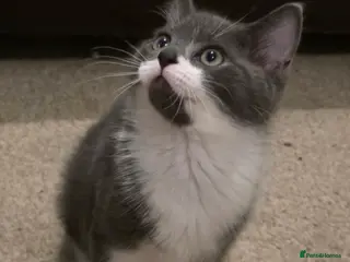 Russian Blue cats Mixed Russian blue kittens - Advert 1