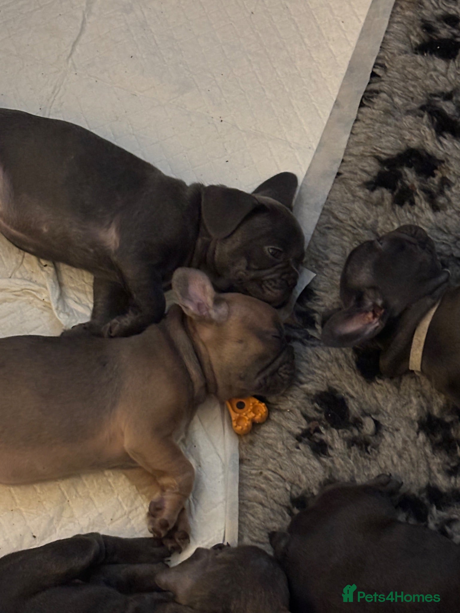 French Bulldog dogs French bulldog pups ready for forever homes.  - Advert 3