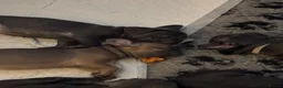 French Bulldog dogs for sale: French bulldog pups ready for forever homes.  - Advert 1