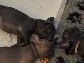 French Bulldog dogs French bulldog pups ready for forever homes. - Advert 3