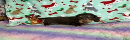 Miniature Dachshund dogs for sale: Chocolate and cream longhair miniature dachshunds  - Advert 6