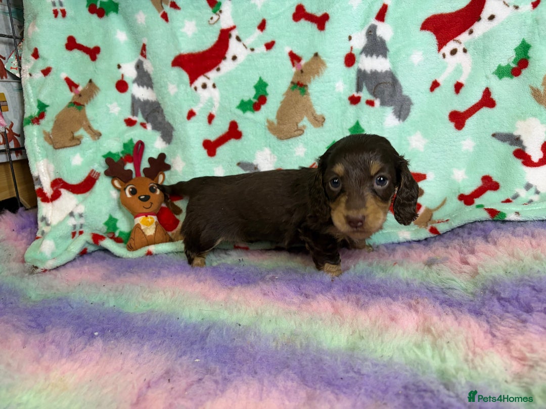 Miniature Dachshund dogs for sale: Chocolate and cream longhair miniature dachshunds  - Advert 6