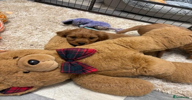 Cavapoo dogs - Advert 11