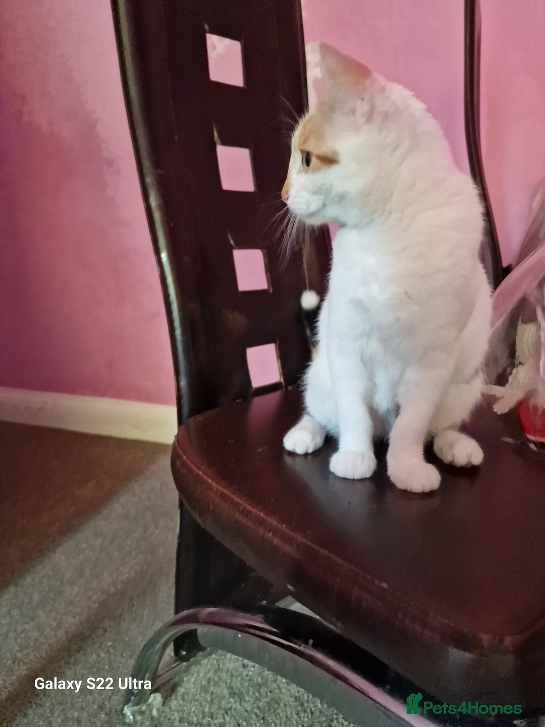 Mixed Breed cats for sale: Kitten - Image 2