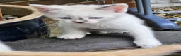Mixed Breed cats for sale: 4 Gorgeous and playful kittens - Advert 21