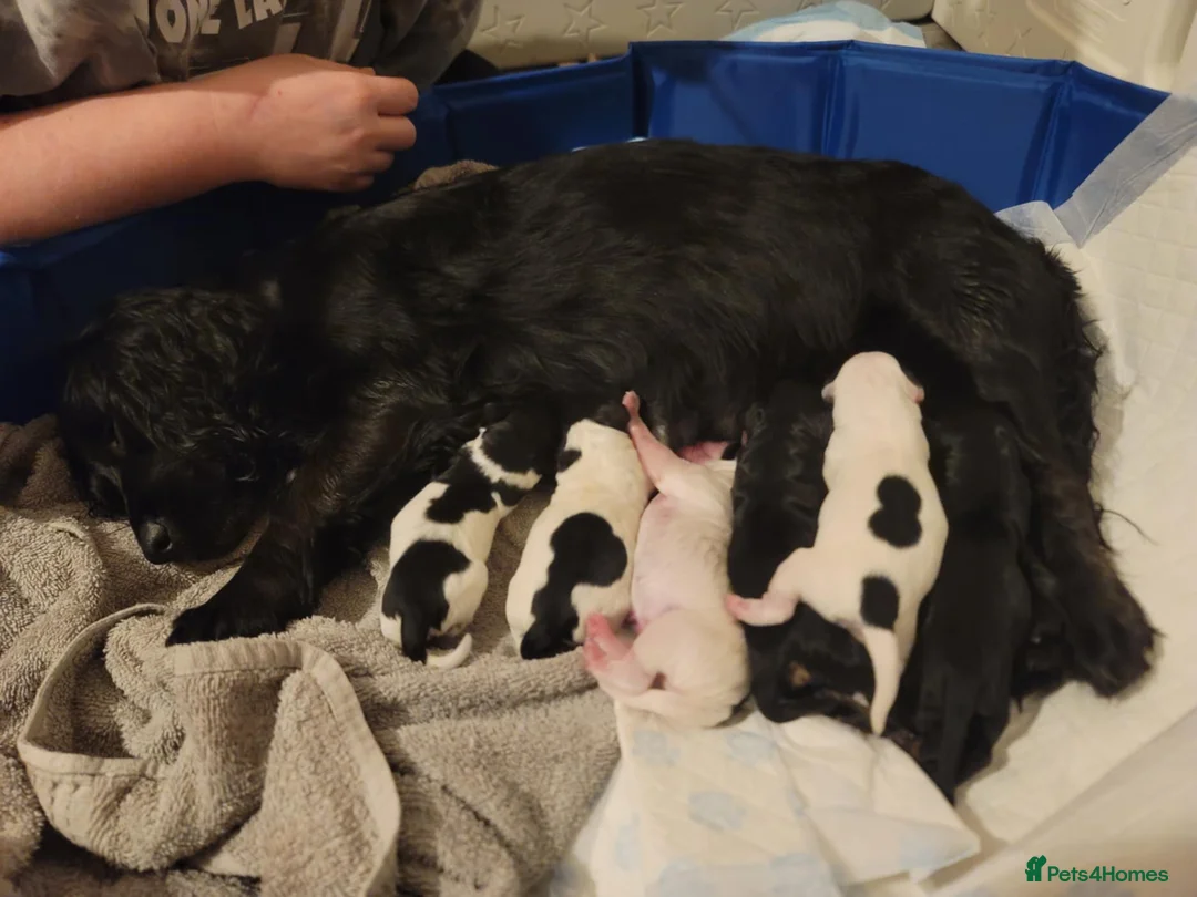 Cockapoo dogs for sale: The Magnificent fully-vaccinated Seven  in Romford - Advert 19