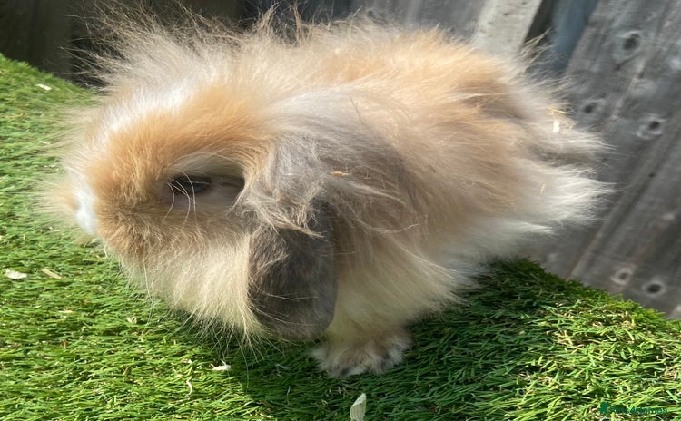 Mini Lion Lop rabbits - Advert 15