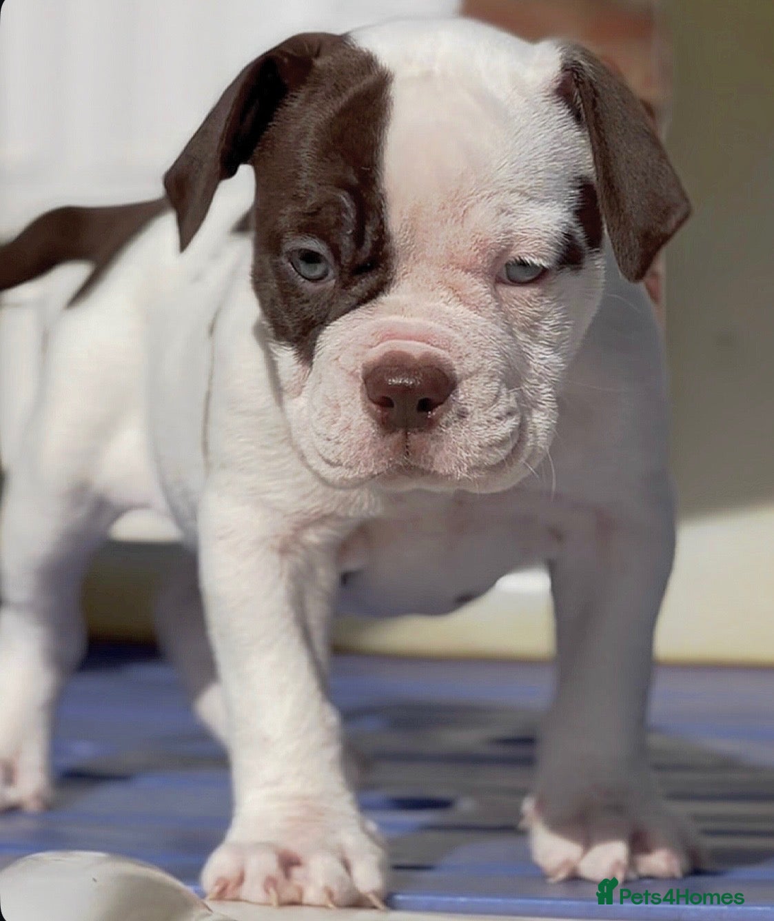 Olde English Bulldogge dogs Uk’s Longest & Most Reputable todate.  - Advert 1