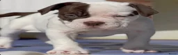 Olde English Bulldogge dogs for sale: Uk’s Longest & Most Reputable todate.  - Advert 3
