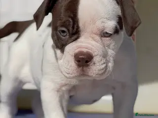 Olde English Bulldogge dogs Uk’s Longest & Most Reputable todate. - Advert 1