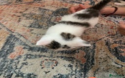 British Longhair cats for sale: 4x Domestic beautiful long haired kittens  - Image 3