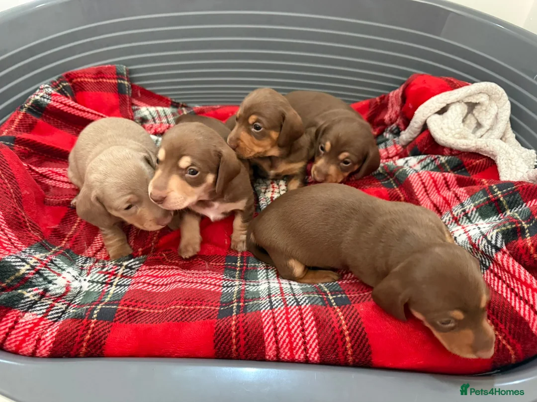 Miniature Dachshund dogs for sale: KC Registered Miniature Dachshund Puppies 🐶 in Liverpool - Advert 2