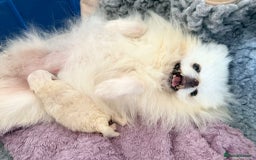 Pomeranian dogs for sale: Korean–Russian Exclusive Teddy Bear Pomeranian ✨🐻 - Advert 9