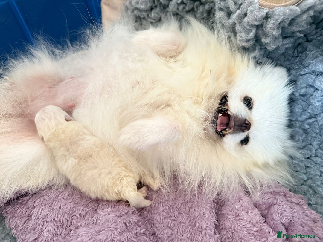 Pomeranian dogs for sale: Korean–Russian Exclusive Teddy Bear Pomeranian ✨🐻 - Advert 9